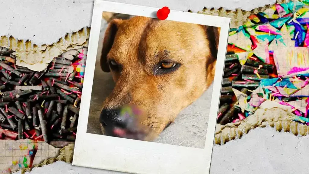 Atacan con pirotecnia a un perro en Tehuacán durante fiestas patrias
