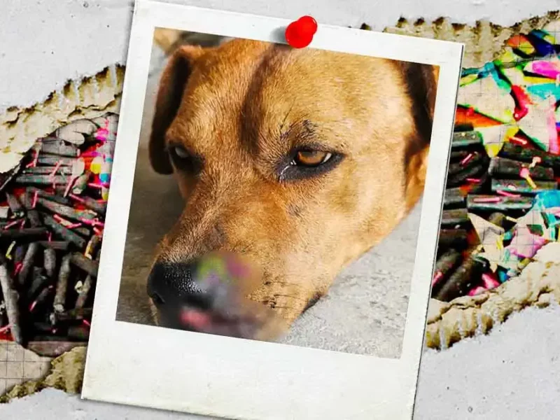Atacan con pirotecnia a un perro en Tehuacán durante fiestas patrias