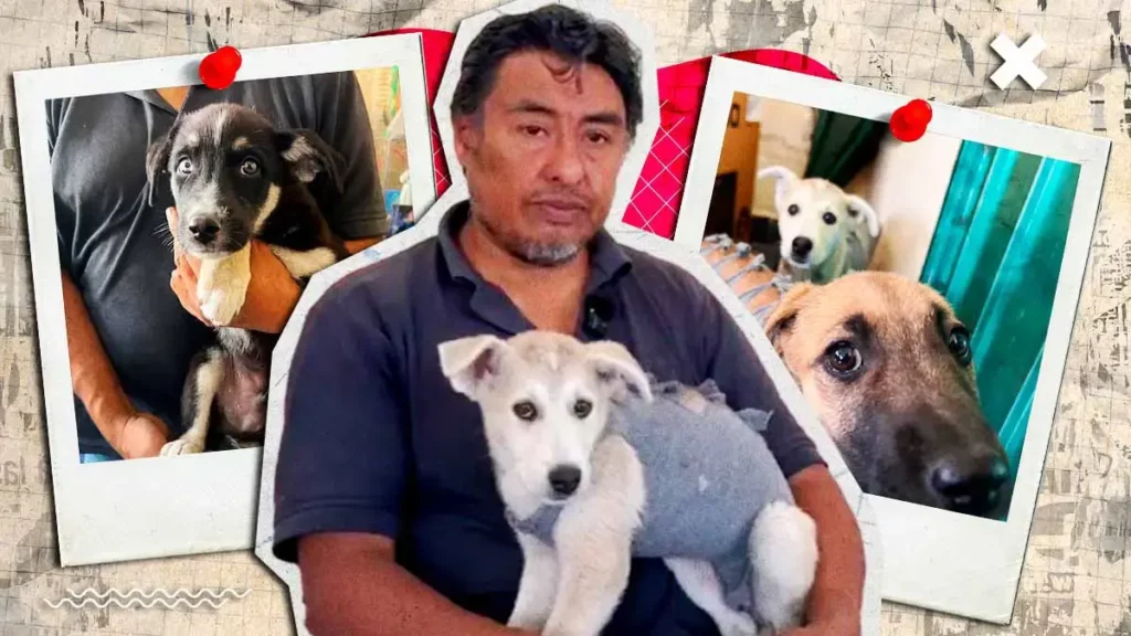 Buscan dar en adopción a seis perros rescatados en las calles de Puebla