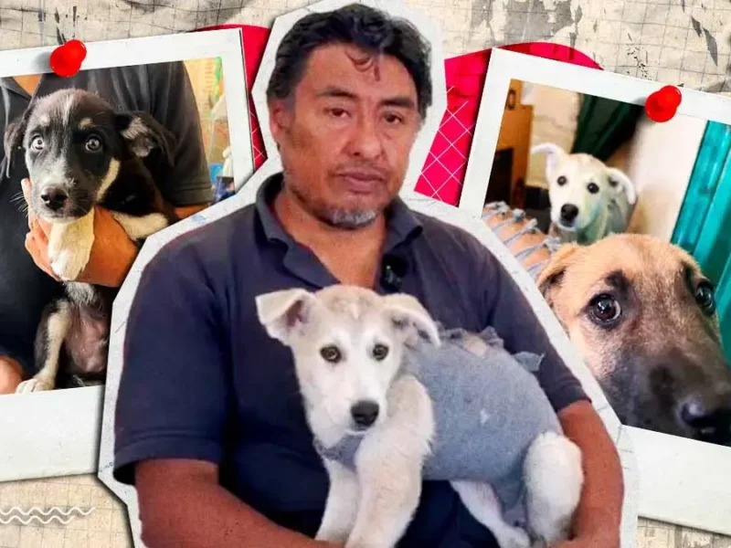 Buscan dar en adopción a seis perros rescatados en las calles de Puebla