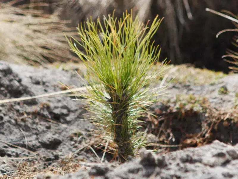 Reforestación de la Cuenca del Alto Atoyac costará 42.7 mdp al Gobierno de Puebla