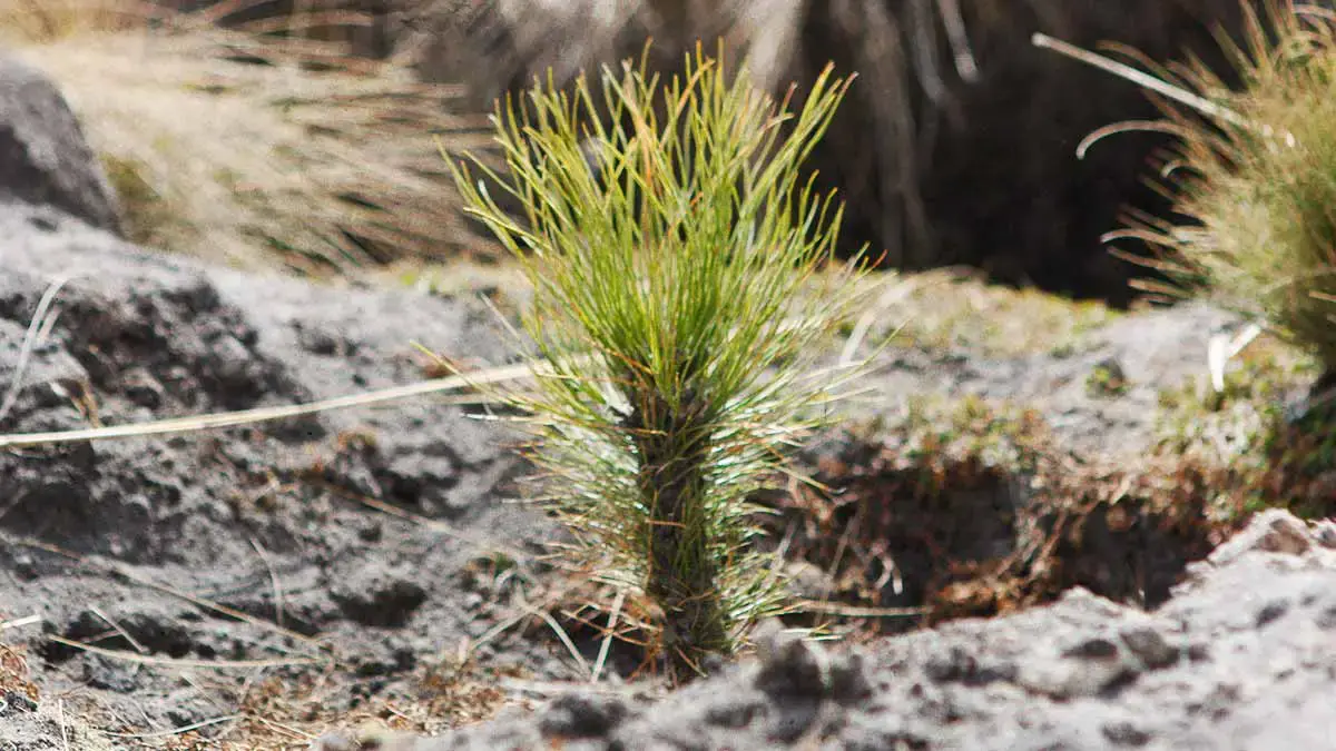 Reforestación de la Cuenca del Alto Atoyac costará 42.7 mdp al Gobierno de Puebla