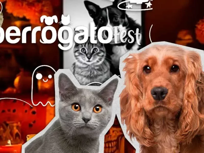 Perrogato Fest invita a su Halloween con causa; estos son los artículos que puedes donar 
