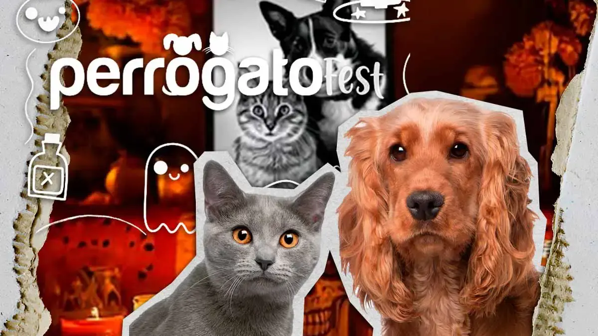 Perrogato Fest invita a su Halloween con causa; estos son los artículos que puedes donar 
