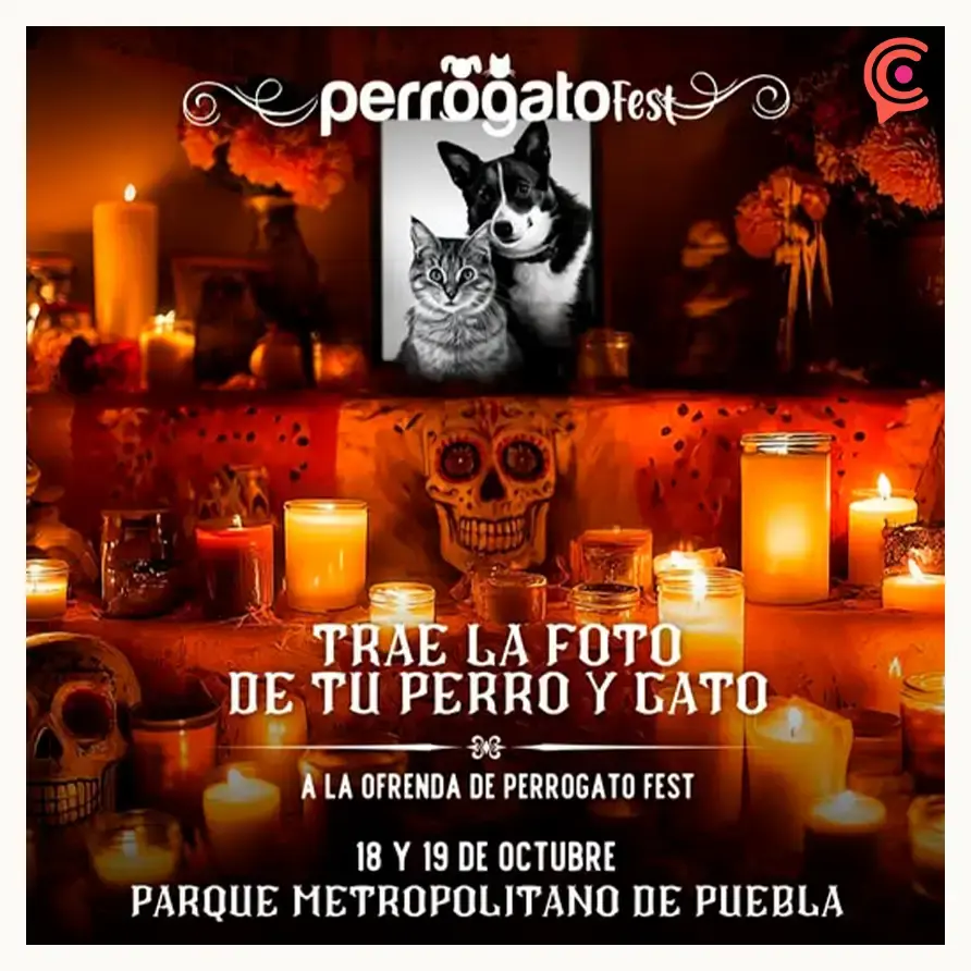 Perrogato Fest invita a su Halloween con causa; estos son los artículos que puedes donar 