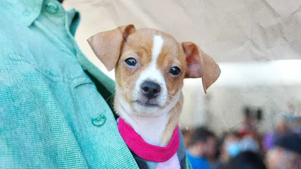 Fortalece Gobierno de la Ciudad el cuidado de las mascotas con Jornadas de Protección Animal