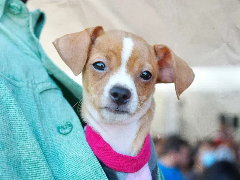 Fortalece Gobierno de la Ciudad el cuidado de las mascotas con Jornadas de Protección Animal