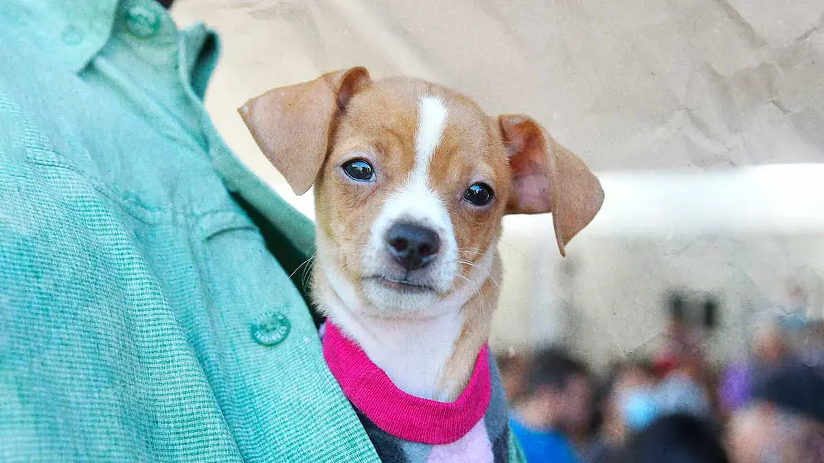 Fortalece Gobierno de la Ciudad el cuidado de las mascotas con Jornadas de Protección Animal