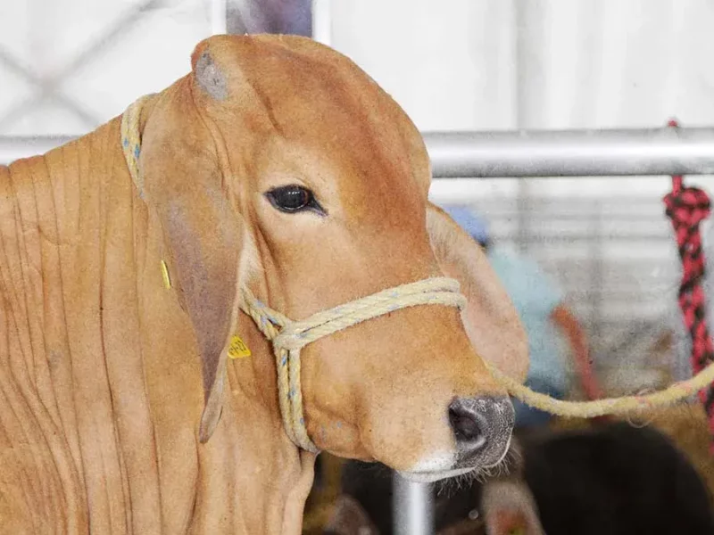 Baja número de casos de gusano barrenador en Puebla; hay 13 aún activos