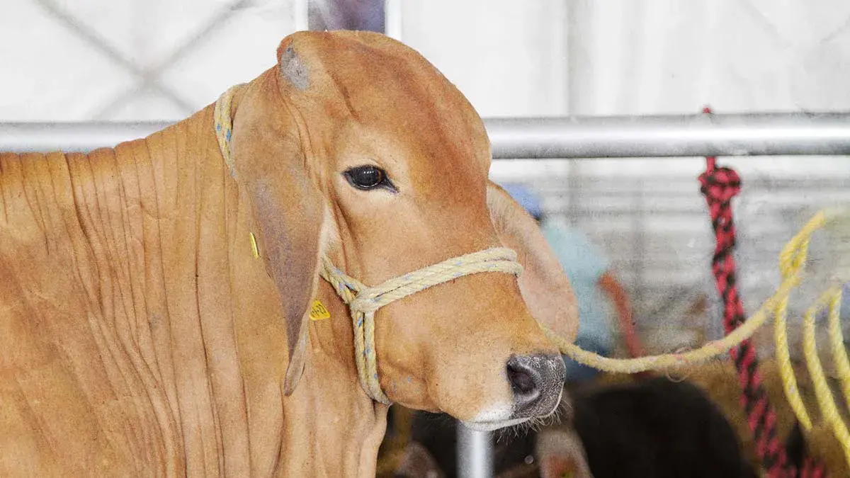 Baja número de casos de gusano barrenador en Puebla; hay 13 aún activos
