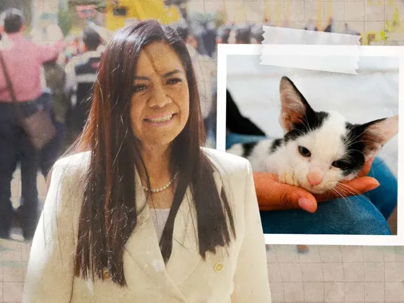 Ariadna Ayala, continúa impulsando las Jornadas Gratuitas de Esterilización y Atención Médica Animal en Atlixco