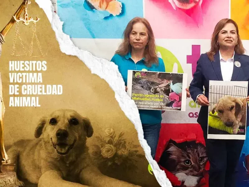 Activistas exigen ocho años de cárcel para agresor del perro “Huesitos” en Tehuacán