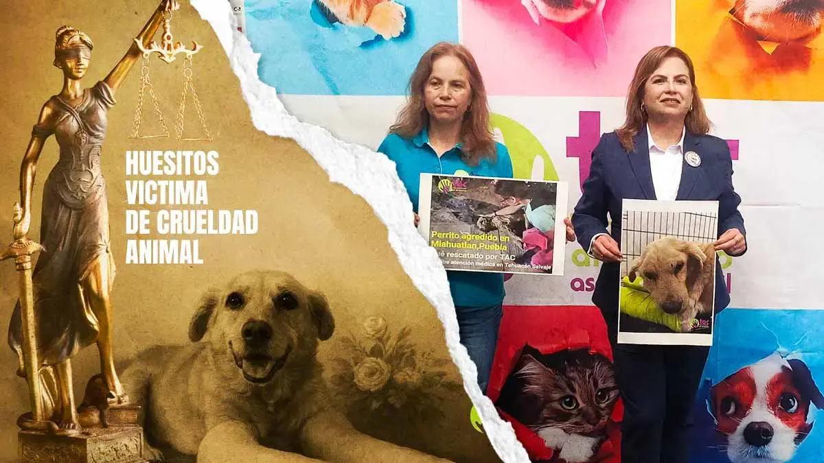Activistas exigen ocho años de cárcel para agresor del perro “Huesitos” en Tehuacán