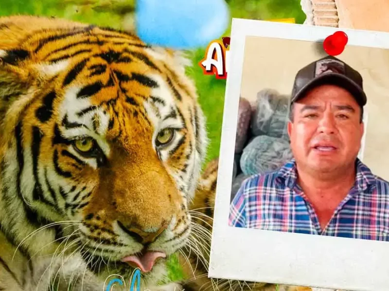 Tigre escapa de Animalia Parque Zoológico tras lluvias en Xicotepec, Puebla; despliegan operativo con drones