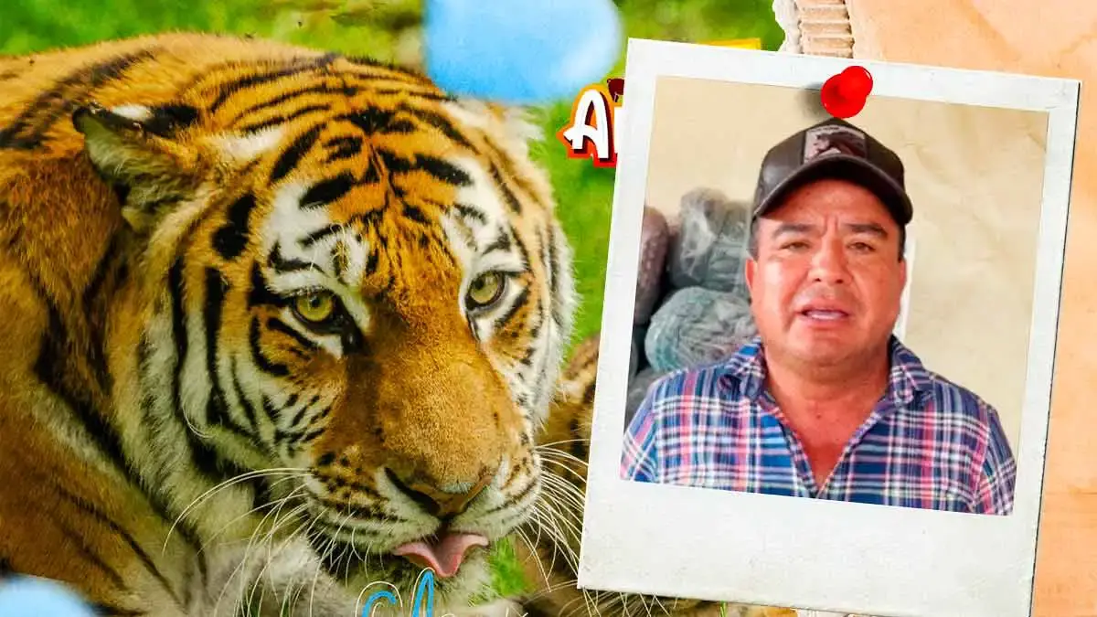 Tigre escapa de Animalia Parque Zoológico tras lluvias en Xicotepec, Puebla; despliegan operativo con drones