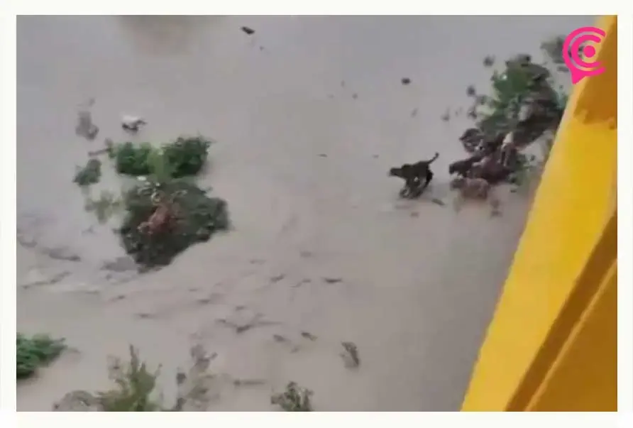 Rescataron a un adulto mayor y sus 13 perros de río Pantepec desbordado en Veracruz