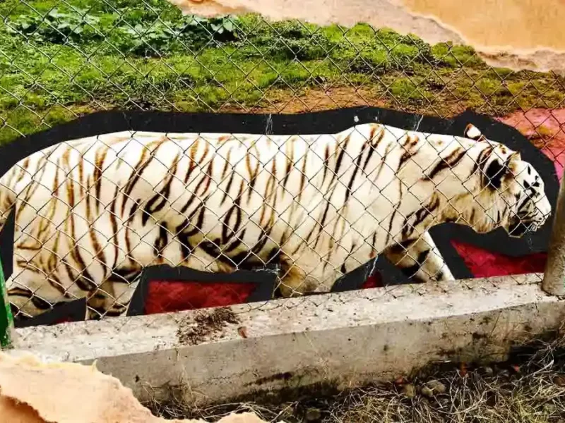 Encuentran muerto al tigre de Xicotepec, Puebla; estaba en el zoológico debajo de escombros