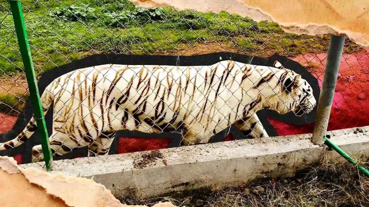 Encuentran muerto al tigre de Xicotepec, Puebla; estaba en el zoológico debajo de escombros