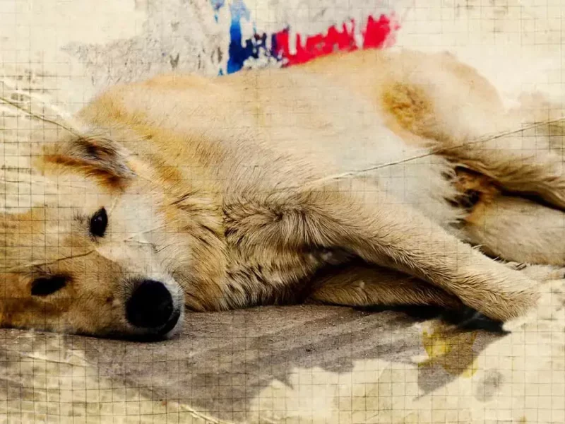 Inicia juicio contra agresor del perro Huesitos en Santiago Miahuatlán, Puebla