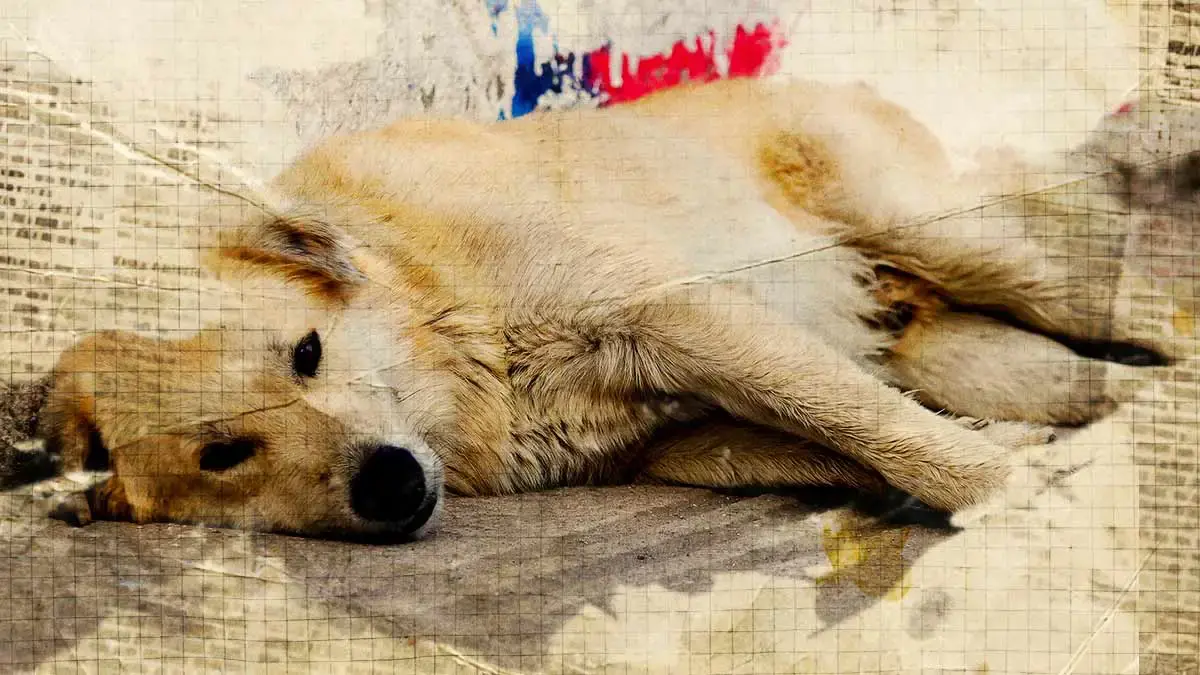 Inicia juicio contra agresor del perro Huesitos en Santiago Miahuatlán, Puebla