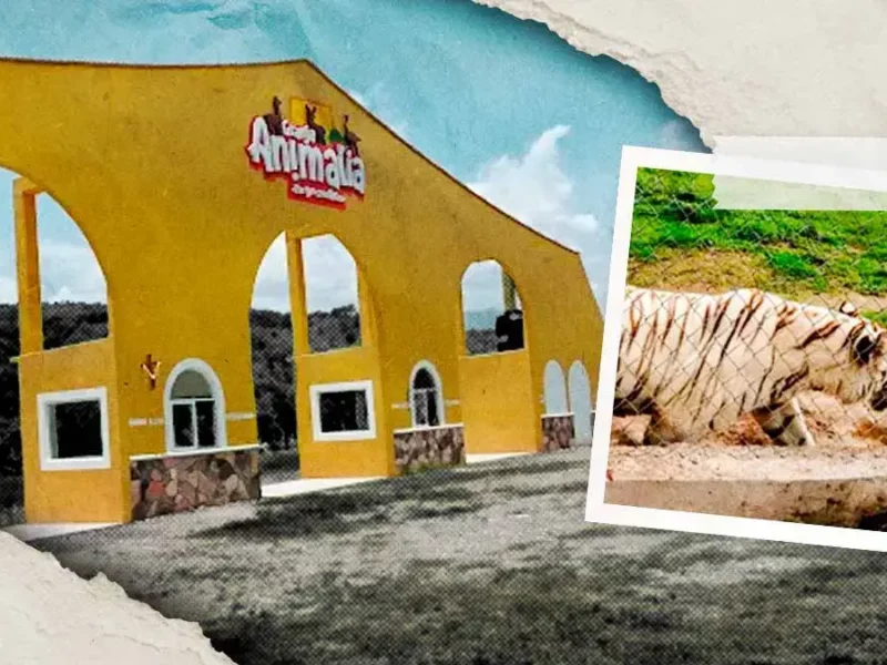 Zoológico Animalia en Xicotepec cuenta con permisos para operar; investigarán fuga de tigre por lluvias