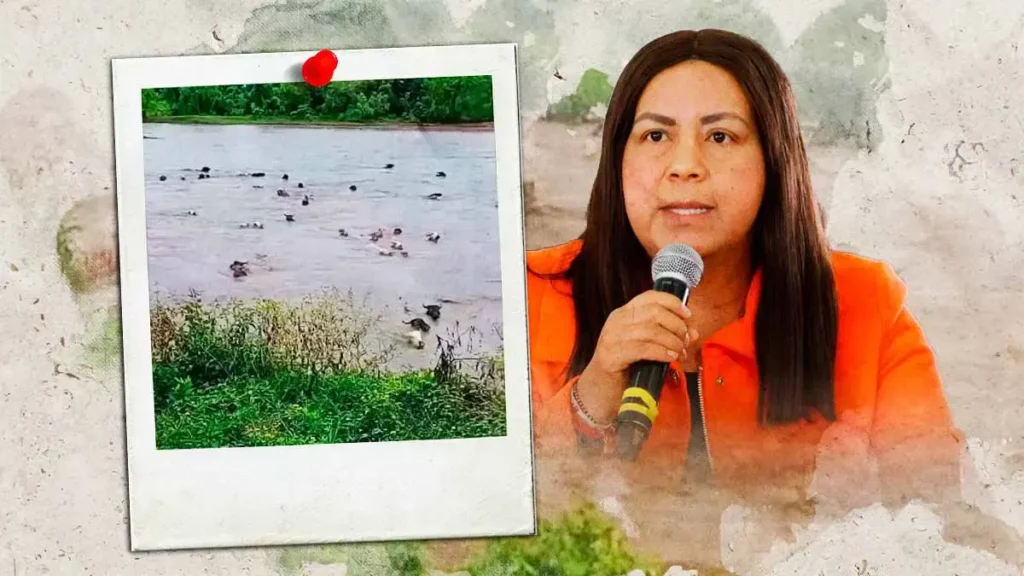 "Jerry" provoca pérdidas a ganaderos y acuicultores de Puebla; 13 mil truchas y 236 reses perdidas