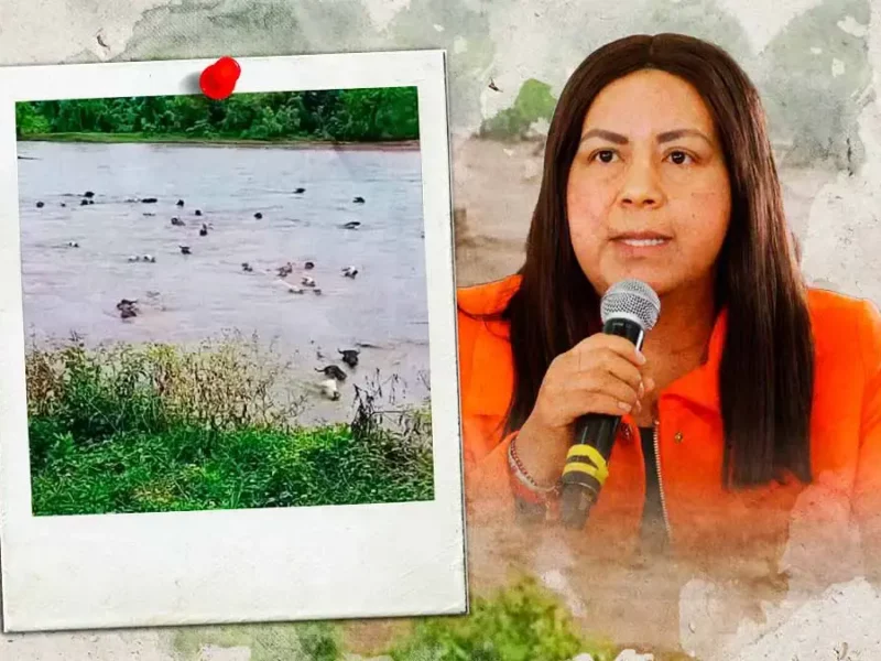 "Jerry" provoca pérdidas a ganaderos y acuicultores de Puebla; 13 mil truchas y 236 reses perdidas