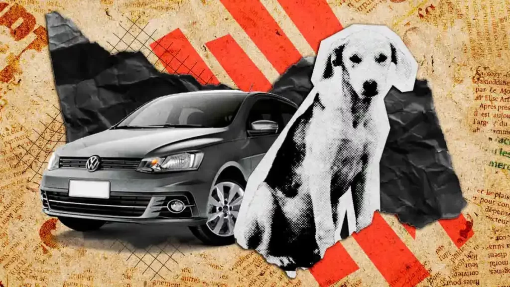 Protección Animal Municipal reporta hasta 20 atropellamientos semanales de perros en Puebla 