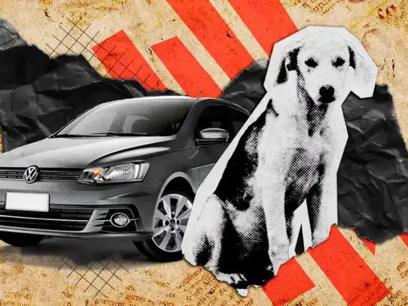 Protección Animal Municipal reporta hasta 20 atropellamientos semanales de perros en Puebla 