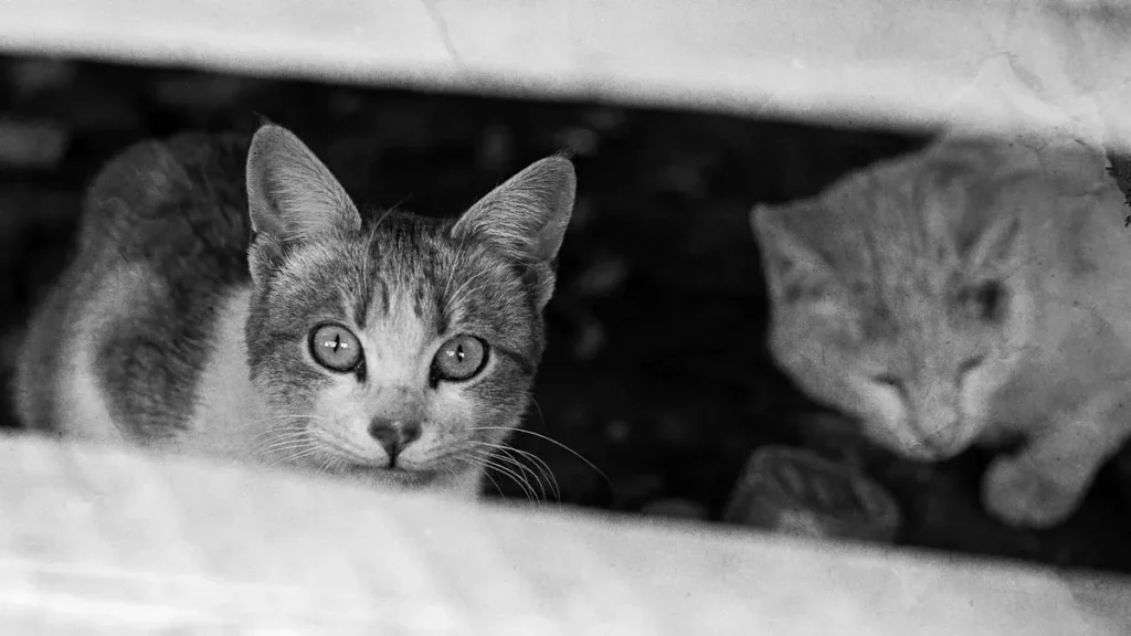Atienden Bienestar Animal de Texmelucan reporte ciudadano de crueldad animal en Moyotzingo