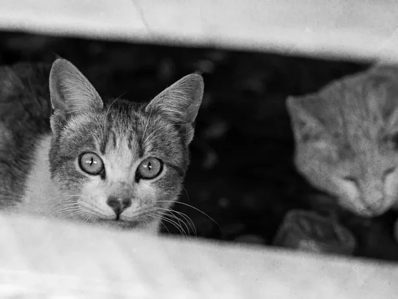 Atienden Bienestar Animal de Texmelucan reporte ciudadano de crueldad animal en Moyotzingo