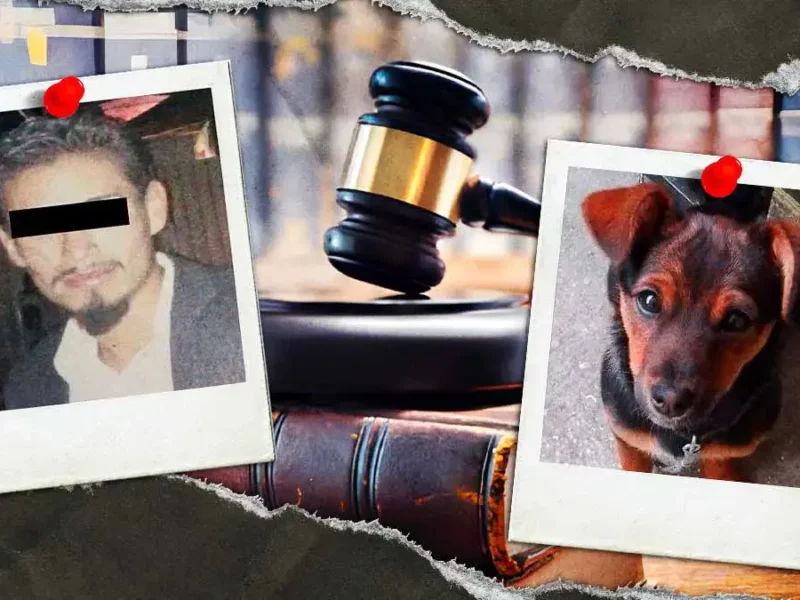 Buscan sentencia condenatoria contra agresor de “Enedina”, perrita atacada en Huejotzingo en 2023