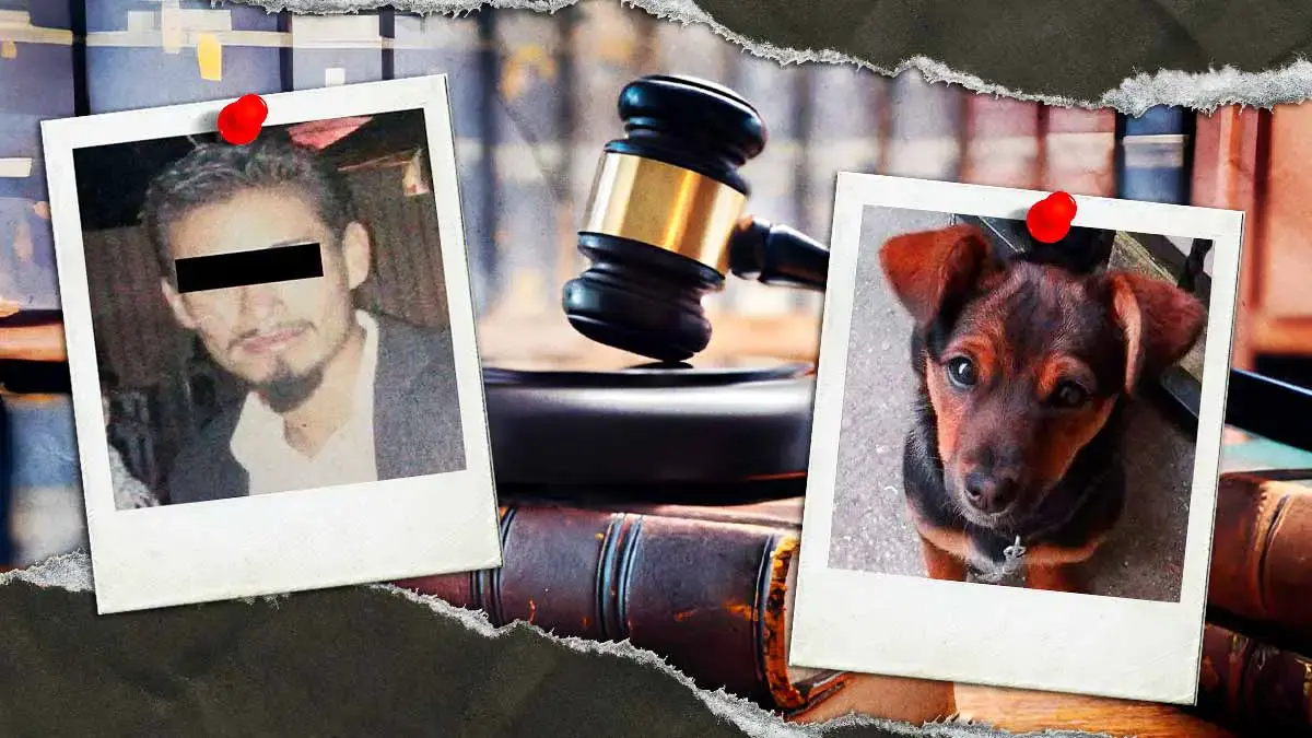 Buscan sentencia condenatoria contra agresor de “Enedina”, perrita atacada en Huejotzingo en 2023
