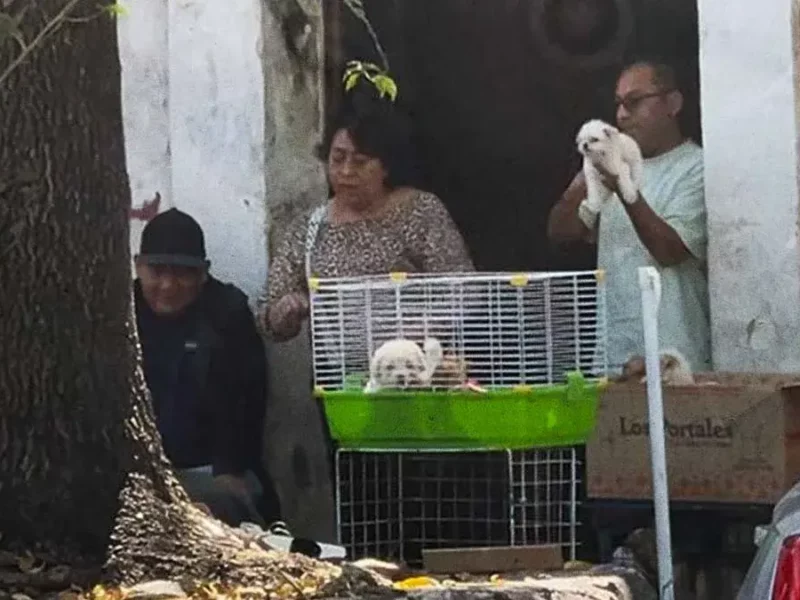 Pese a muerte de cachorros en Analco, continúa su venta ilegal