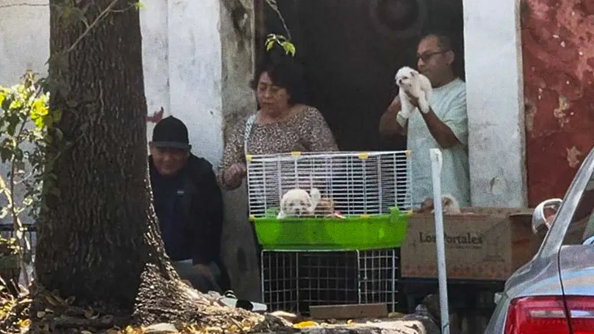 Pese a muerte de cachorros en Analco, continúa su venta ilegal