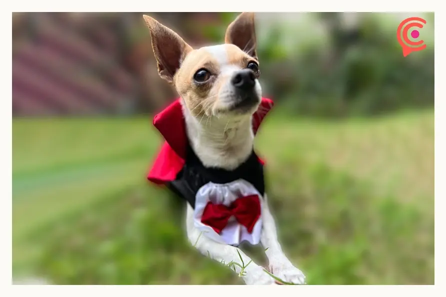 Fashion Pet lleva 30 años confeccionando ropa para mascotas en Puebla