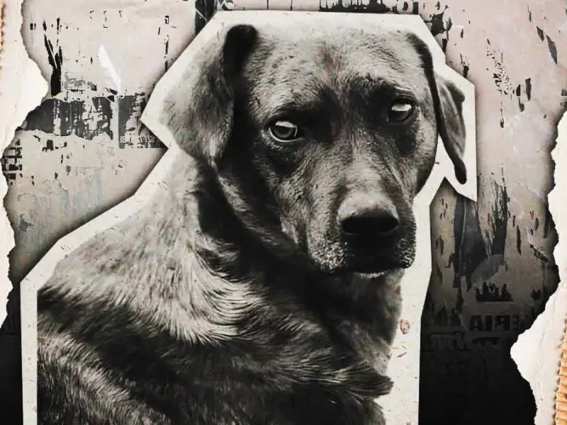 Presunto Guardia Nacional apuñala y mata a perro para “detener una pelea” en Cuetzalan, Puebla