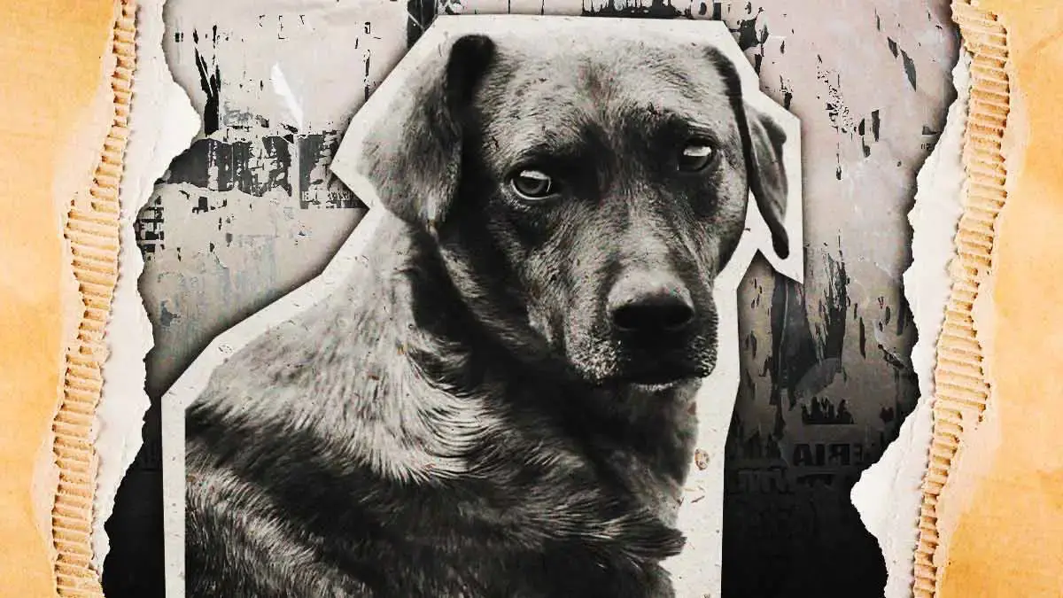 Presunto Guardia Nacional apuñala y mata a perro para “detener una pelea” en Cuetzalan, Puebla