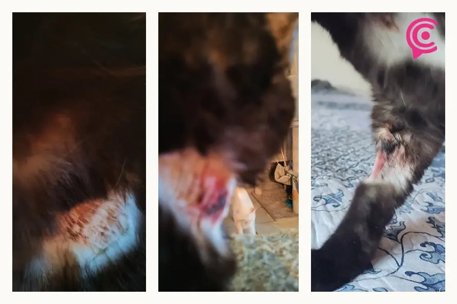 Acusan a veterinaria “La Croqueta” de Cholula por negligencia y maltrato a un gato