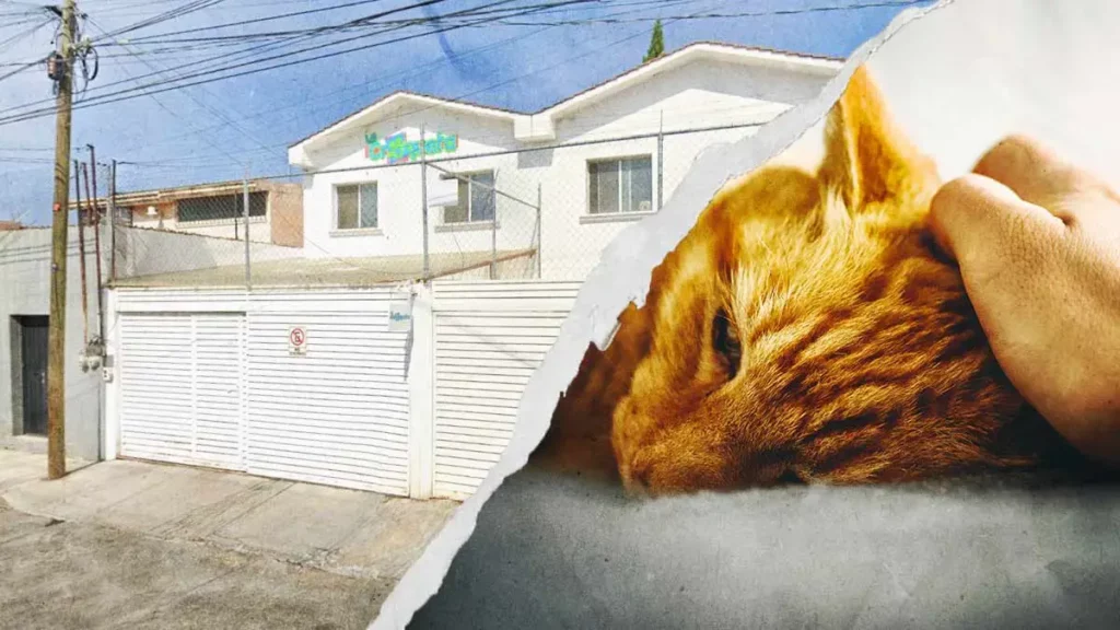 Acusan a veterinaria “La Croqueta” de Cholula por negligencia y maltrato a un gato
