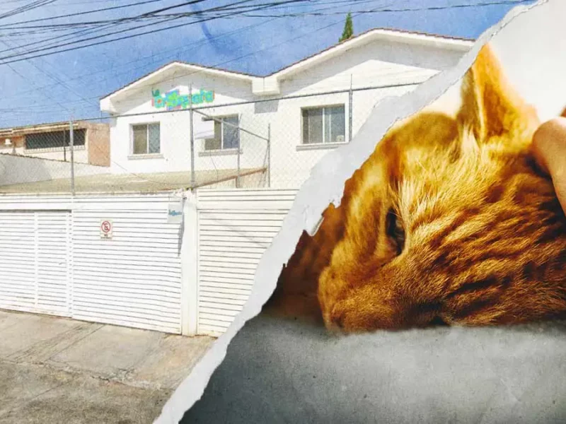 Acusan a veterinaria “La Croqueta” de Cholula por negligencia y maltrato a un gato
