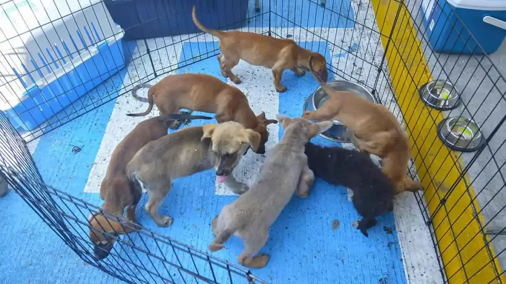 Da un nuevo hogar a estas mascotas en adopción del Instituto de Bienestar Animal Puebla