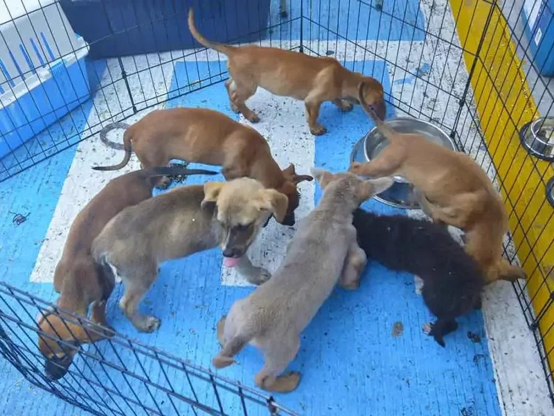 Da un nuevo hogar a estas mascotas en adopción del Instituto de Bienestar Animal Puebla