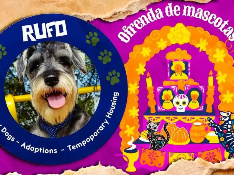 Asociación Rufo invita a su ofrenda solidaria para ayudar a mascotas de Puebla