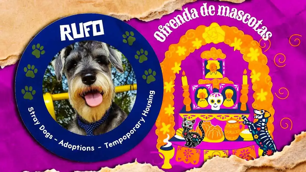 Asociación Rufo invita a su ofrenda solidaria para ayudar a mascotas de Puebla