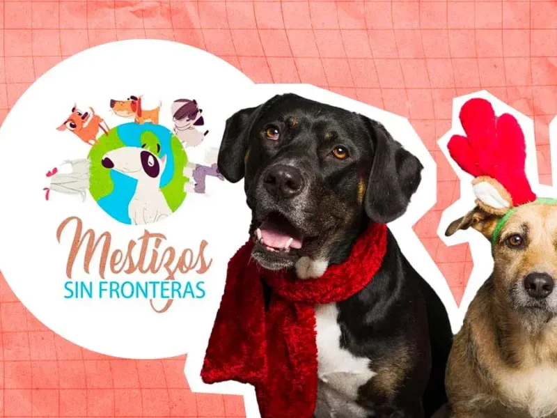 Fundación Mestizos sin Fronteras organiza colecta para su cena navideña perruna; así puedes participar  