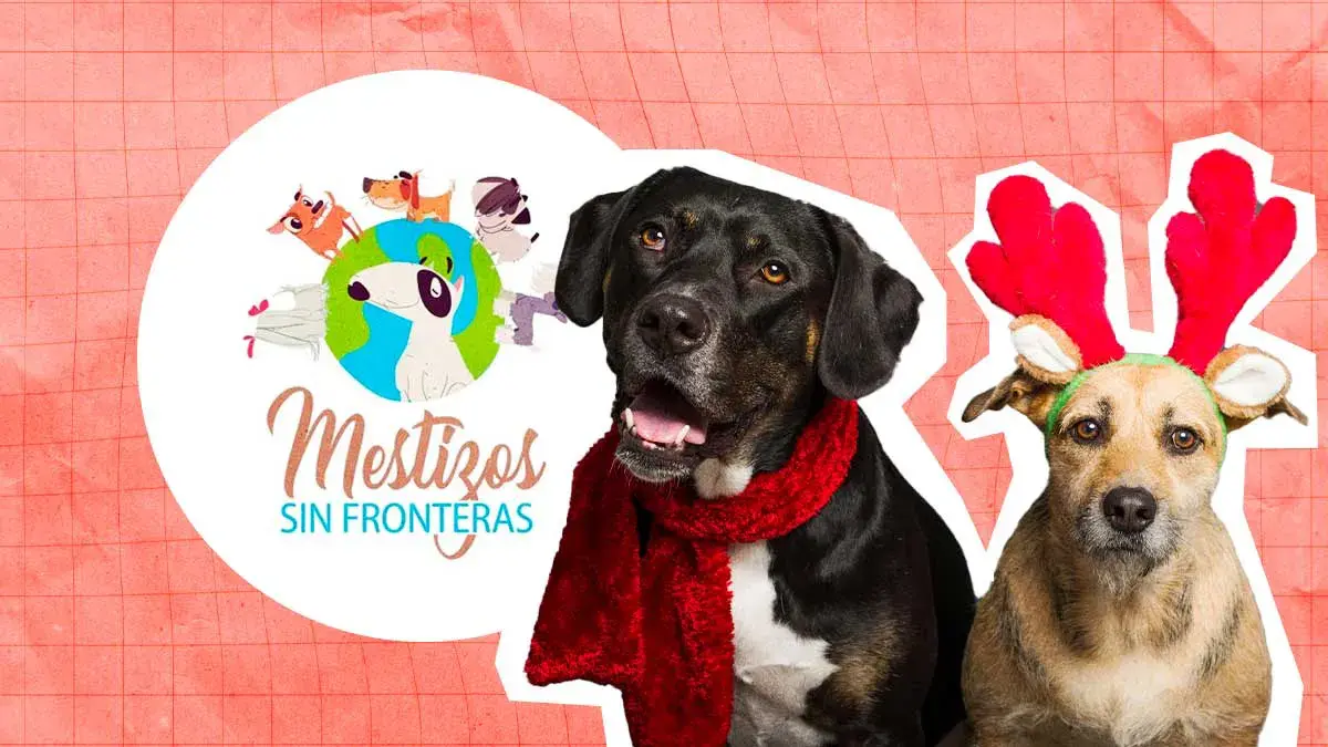 Fundación Mestizos sin Fronteras organiza colecta para su cena navideña perruna; así puedes participar
