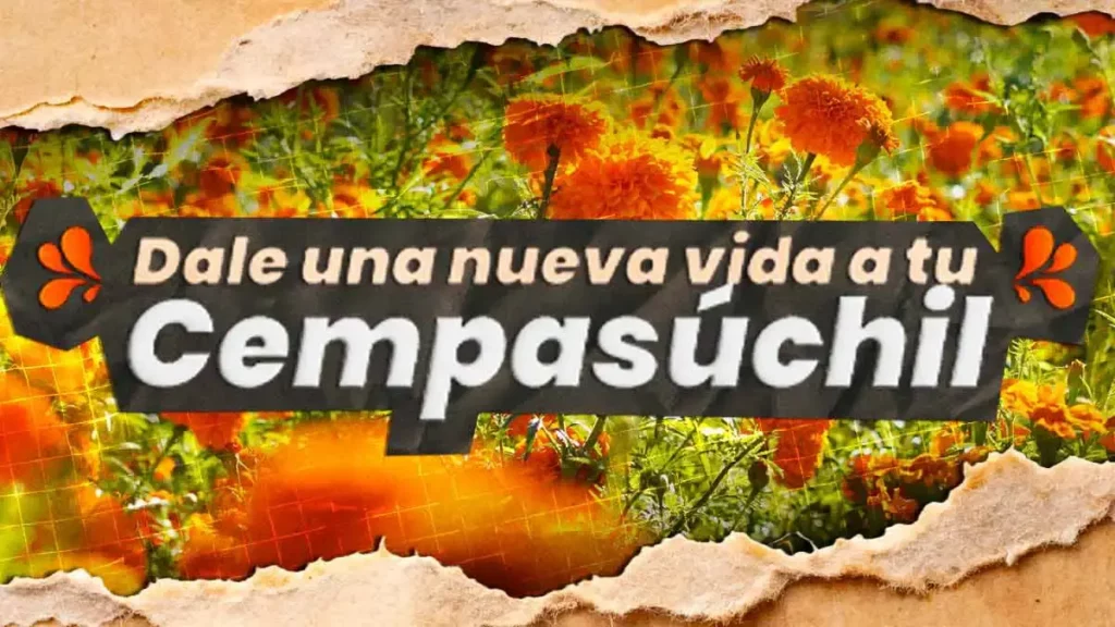 Ayuntamiento de Puebla recicla cempasúchil tras Día de Muertos con centro de acopio ambiental 