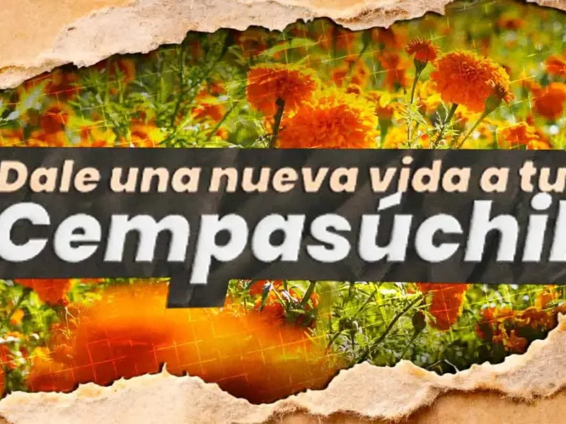 Ayuntamiento de Puebla recicla cempasúchil tras Día de Muertos con centro de acopio ambiental 