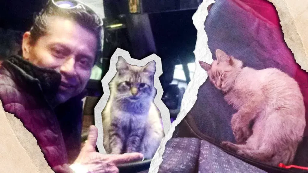 Roban a “Zafiro”, el gato microbusero de Puebla; dueño pide ayuda para encontrarlo